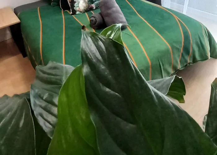 Sloneczny Poleska * Częstochowa